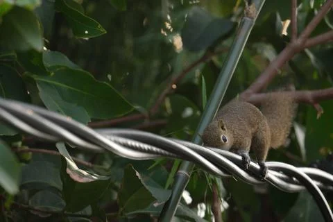 A squirrel walking on the power lines Stock Photos