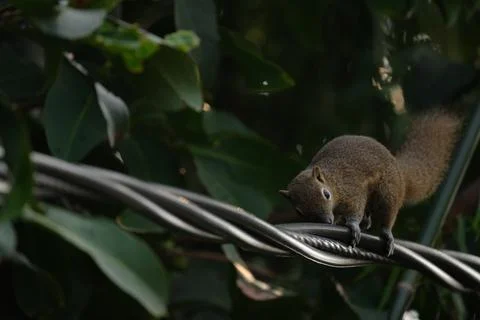 A squirrel walking on the power lines Stock Photos