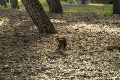 A squirrel is walking through a field of leaves Stock Photos