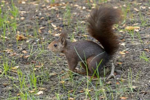 A squirrel is walking through the grass and leaves Stock Photos