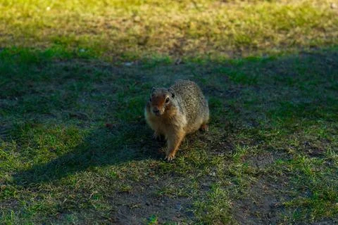 Squirrel walking toward camera Stock Photos