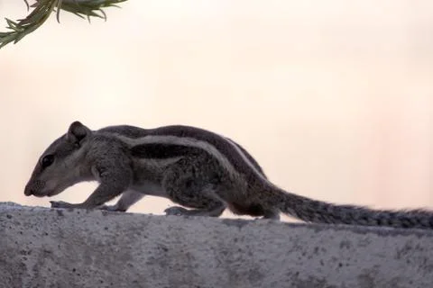 Squirrel walking on wall Stock Photos