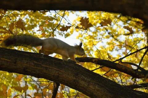 A squirrel walks along a tree branch among autumn foliage Foto stock