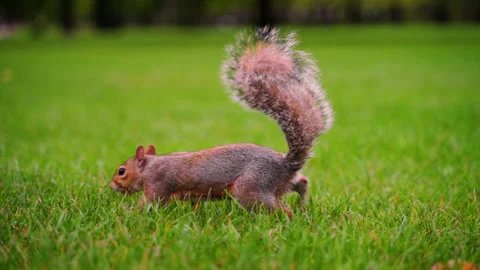 Squirrel Walks and Eats Peanut Video stock 135249774