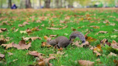 Squirrel Walks in City Park Stock Footage 135249476