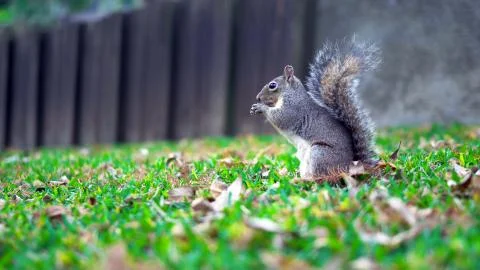 A squirrel walks the lawn looking for food Stock Photos