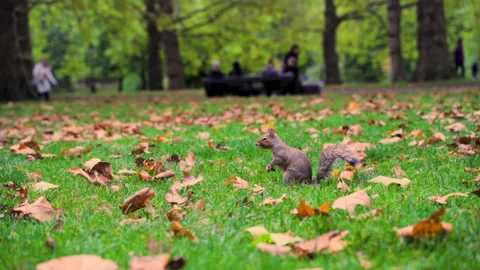 Squirrel Walks in Park Stock Footage 135249951