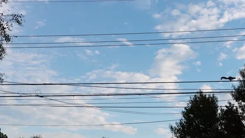 A Squirrel Walks In Power Line, Dearly Dawn Blue Sky with Cloud, Trees Stockbeeldmateriaal 252565100