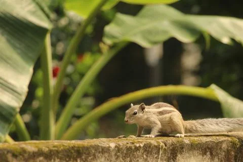 Squirrel on the wall Foto stock