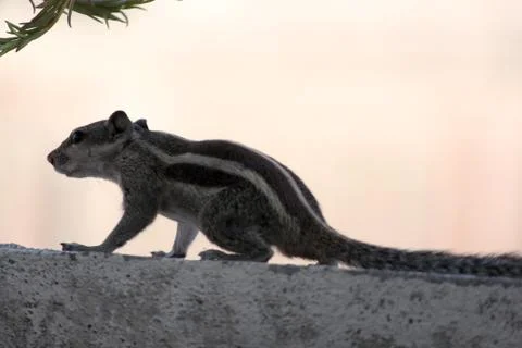 Squirrel on wall Stock Photos