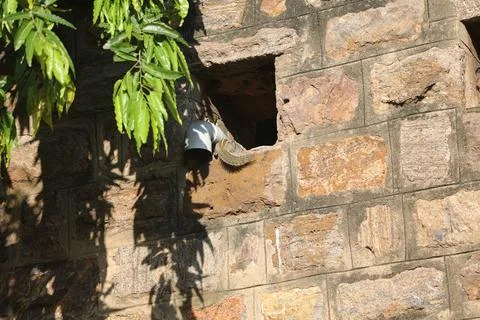 Squirrel on the wall Stock Photos