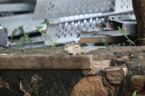 Squirrel on the wall Stock Photos