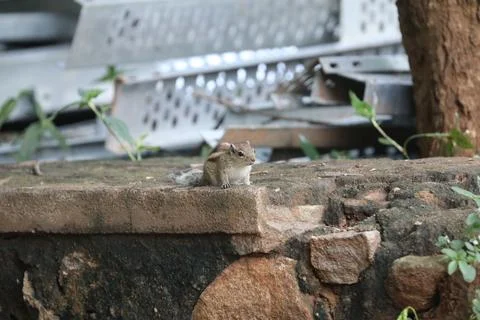 Squirrel on the wall Stock Photos