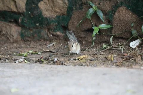 Squirrel on the wall Stock Photos