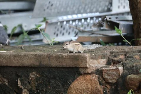 Squirrel on the wall Stock Photos