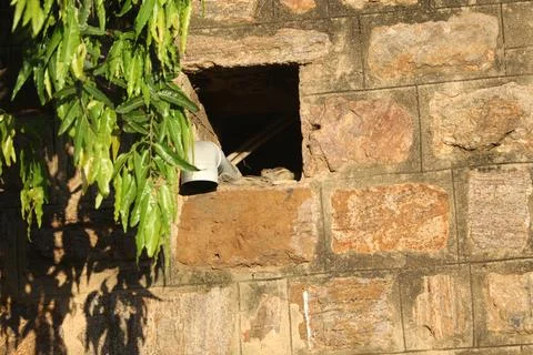 Squirrel on the wall Stock Photos