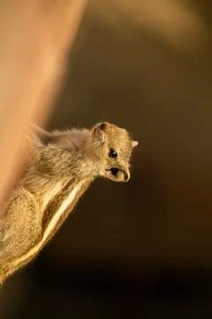 Squirrel on wall portrait with blurred background Stock Photos