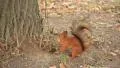 Squirrel with walnut HD Footage