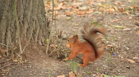 Squirrel with walnut Video stock 906677