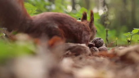 Squirrel with walnuts macro shooting Stock Footage 143438207