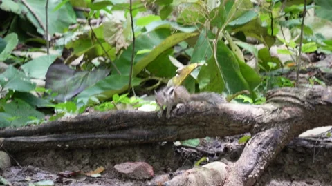 A squirrel is wandering on a fallen tree trunk in daylight Stock Footage 314572404