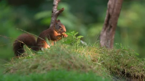 Squirrel in warm sunlight glow gnawing on hazelnut in lush grass - slow Stock Footage 182498768