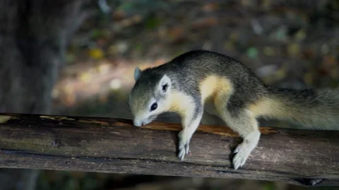 The squirrel was gnawing on the bark on the branch. Stock Footage 142884461