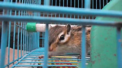 The squirrel was shut in a cage, in the pet market Vídeos de archivo 48922830