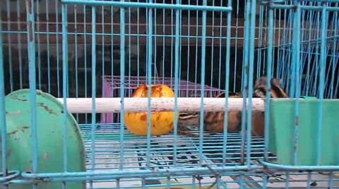 The squirrel was shut in a cage, in the pet market Stock Footage 48922842