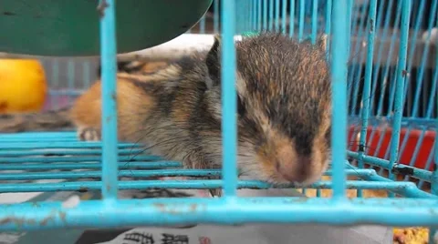 The squirrel was shut in a cage, in the pet market Stock Footage 48922871