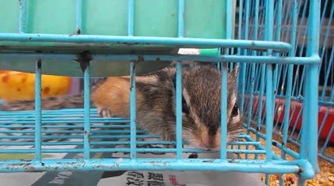 The squirrel was shut in a cage, in the pet market Stock Footage 48923242