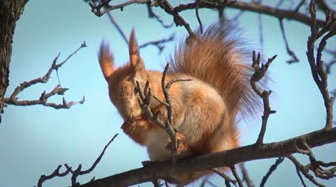 Squirrel washing up Video stock 10807709