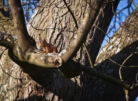 Squirrel watches from a tree Stock Photos