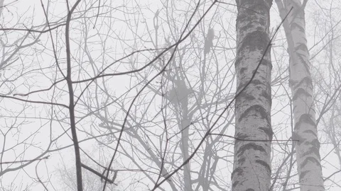 Squirrel watching the birds nest on a tree in the winter fog forest Stock Footage 102668243