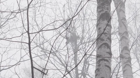 Squirrel watching the birds nest on a tree in the winter fog forest Stock Footage 102669636