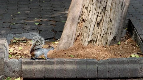Squirrel watching curious next to a tree in the forest of Chapultepec Stock Footage 157744544