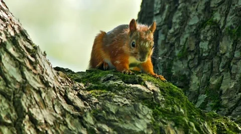 Squirrel watching Stock Footage 11563899