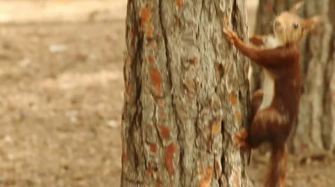 Squirrel watching out Vidéo 732744