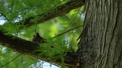 Squirrel wathing you Stock Footage 71680393