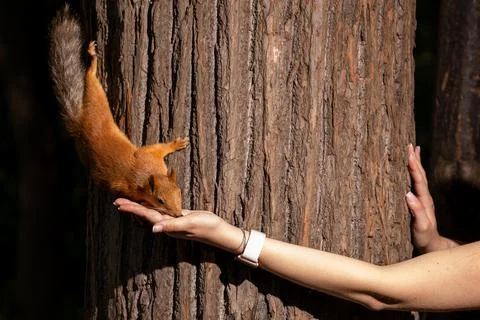 The squirrel went down the tree to eat from the girl's hand. Tame squirrels i Stock Photos