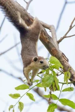 Squirrel were hung on the branches 스톡 사진