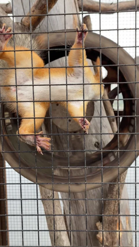 Squirrel in the wheel. Vertical video Stock Footage 281262074