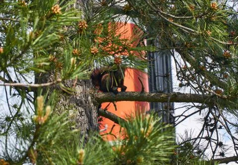 Squirrel while watching toward camera Stock Photos