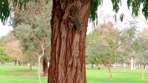 Squirrel Wiggles Tail on Tree Trunk Stock Footage 237843308
