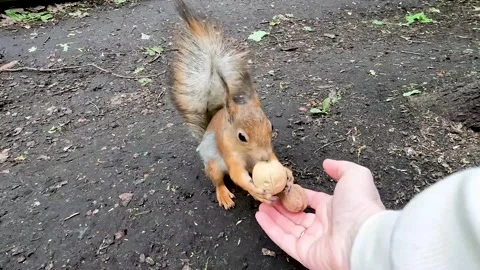A squirrel in a wild forest runs to a man to take a nut from his hands. Vídeos de archivo 277847597