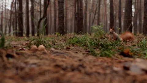 Squirrel in the wild looking for food in the forest Stock Footage 120170270