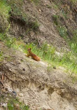 Squirrel in the wild Stock Photos