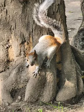 Squirrel in the wild Foto stock