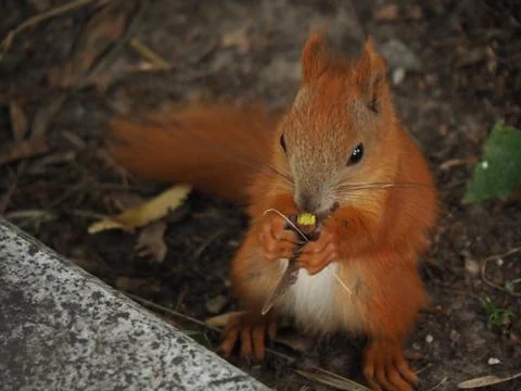 Squirrel in wildlife Stock Photos