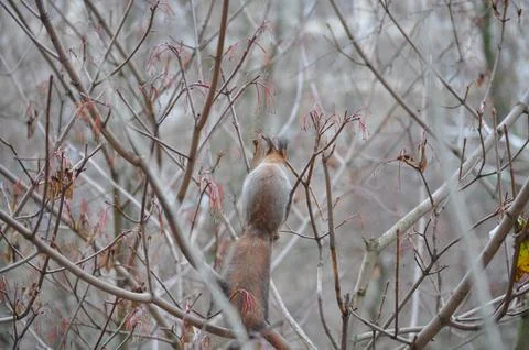 Squirrel from the window from the back Stock Photos